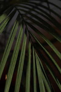 Preview wallpaper leaf, branch, palm, macro