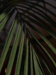 Preview wallpaper leaf, branch, palm, macro