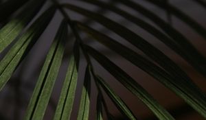 Preview wallpaper leaf, branch, palm, macro