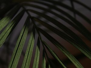 Preview wallpaper leaf, branch, palm, macro