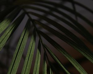 Preview wallpaper leaf, branch, palm, macro