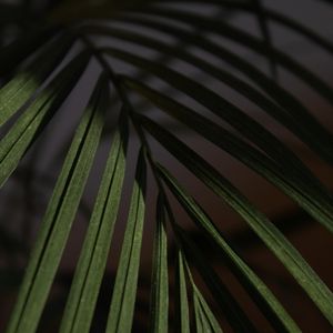 Preview wallpaper leaf, branch, palm, macro