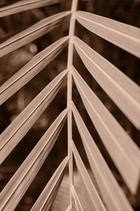 Preview wallpaper leaf, branch, plant, blur, macro