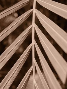 Preview wallpaper leaf, branch, plant, blur, macro