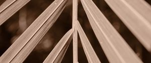 Preview wallpaper leaf, branch, plant, blur, macro