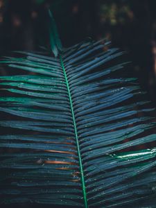 Preview wallpaper leaf, branch, plant, green, blur, carved