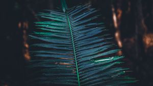 Preview wallpaper leaf, branch, plant, green, blur, carved