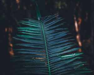 Preview wallpaper leaf, branch, plant, green, blur, carved