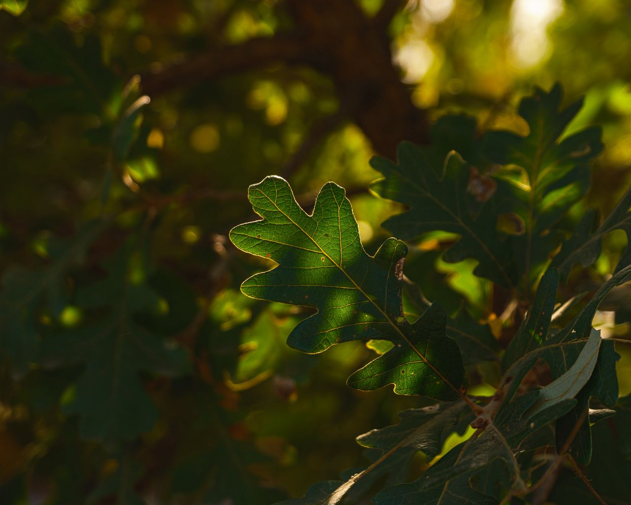 1280x1024 Wallpaper leaf, branch, plant, wood, nature