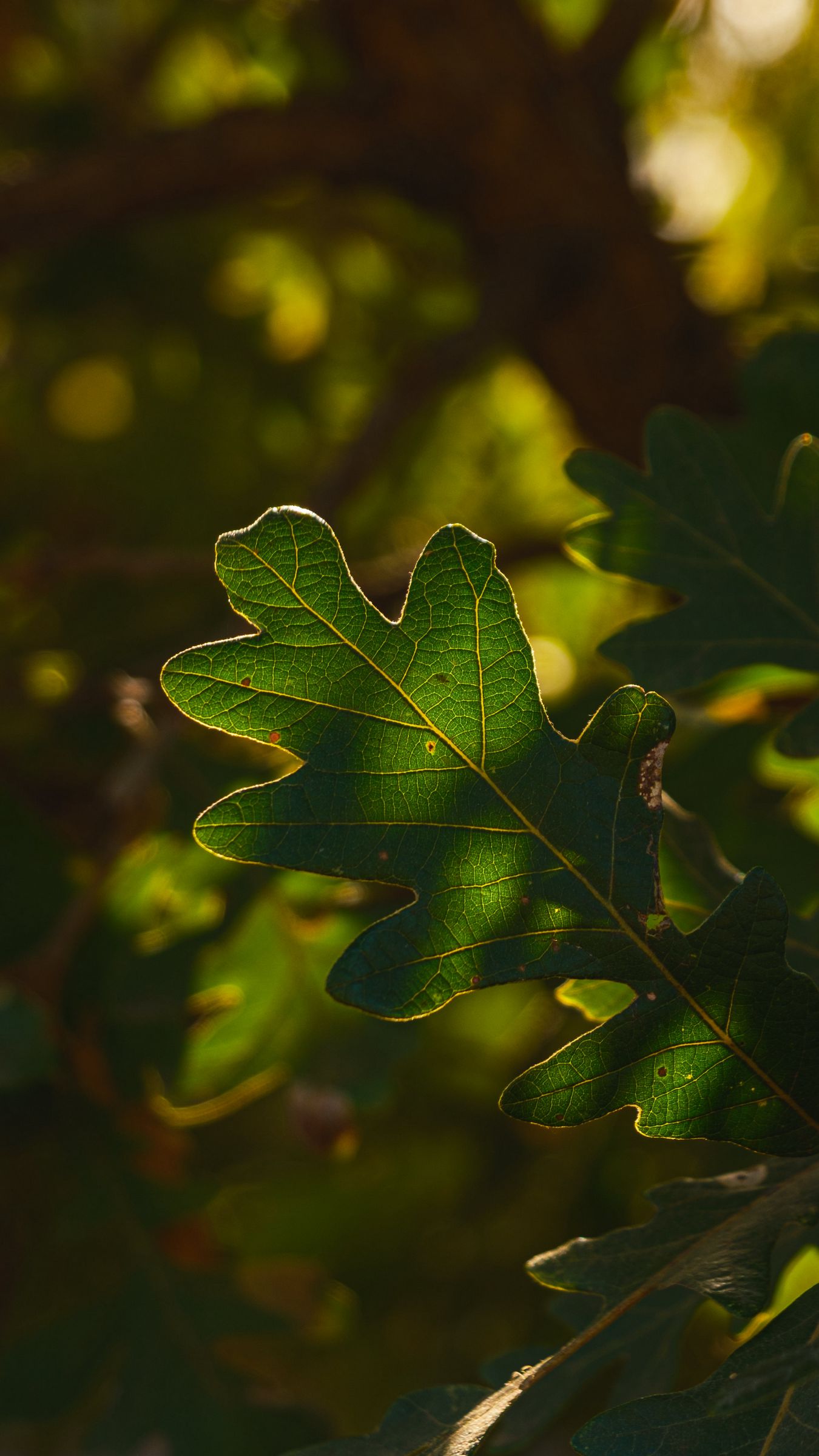 1350x2400 Wallpaper leaf, branch, plant, wood, nature
