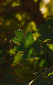 Preview wallpaper leaf, branch, plant, wood, nature