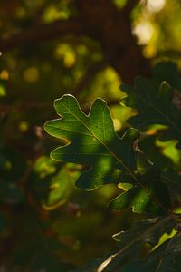 Preview wallpaper leaf, branch, plant, wood, nature