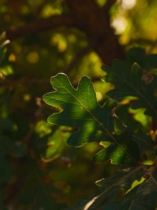 Preview wallpaper leaf, branch, plant, wood, nature