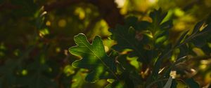Preview wallpaper leaf, branch, plant, wood, nature