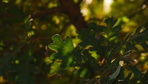 Preview wallpaper leaf, branch, plant, wood, nature