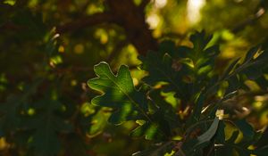 Preview wallpaper leaf, branch, plant, wood, nature
