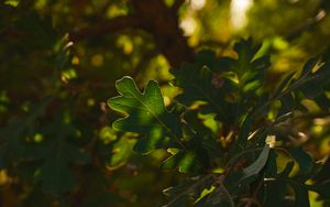 Preview wallpaper leaf, branch, plant, wood, nature