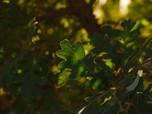 Preview wallpaper leaf, branch, plant, wood, nature