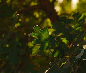 Preview wallpaper leaf, branch, plant, wood, nature