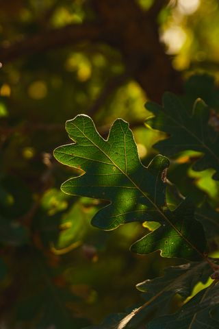 320x480 Wallpaper leaf, branch, plant, wood, nature