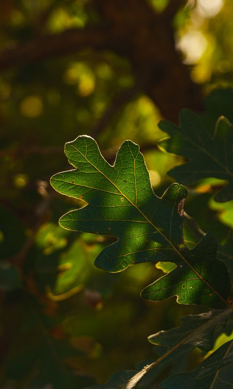480x800 Wallpaper leaf, branch, plant, wood, nature