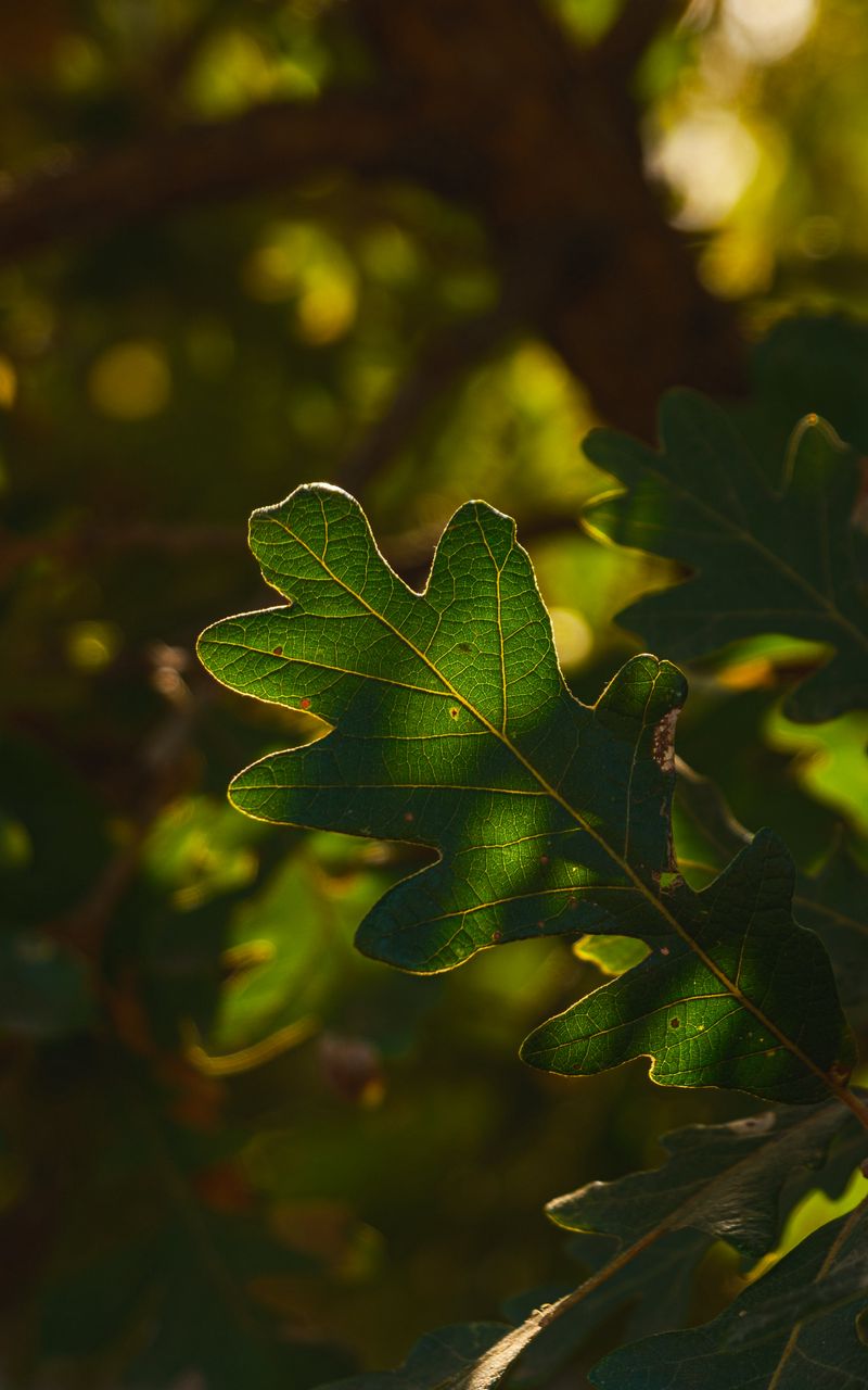 800x1280 Wallpaper leaf, branch, plant, wood, nature