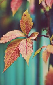 Preview wallpaper leaf, branch, plant