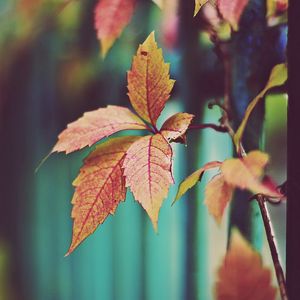 Preview wallpaper leaf, branch, plant