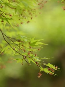 Preview wallpaper leaf, branch, plant