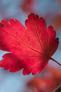 Preview wallpaper leaf, branch, shape, stripes