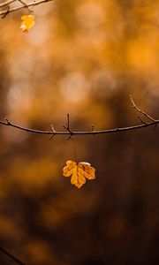 Preview wallpaper leaf, branch, yellow, autumn