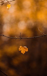 Preview wallpaper leaf, branch, yellow, autumn
