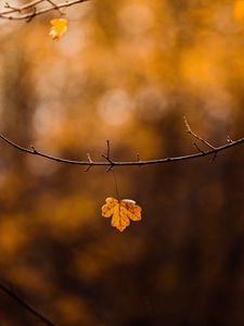 Preview wallpaper leaf, branch, yellow, autumn