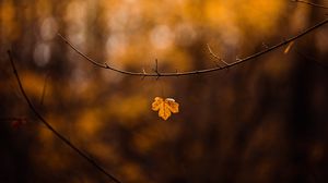 Preview wallpaper leaf, branch, yellow, autumn