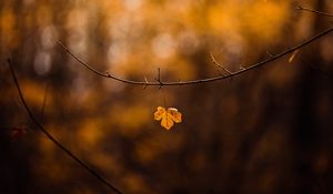 Preview wallpaper leaf, branch, yellow, autumn