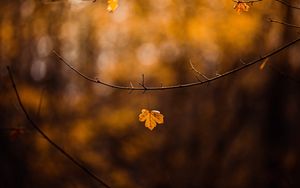 Preview wallpaper leaf, branch, yellow, autumn