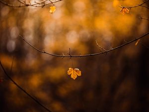 Preview wallpaper leaf, branch, yellow, autumn