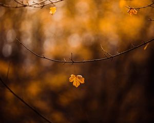 Preview wallpaper leaf, branch, yellow, autumn
