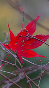 Preview wallpaper leaf, branches, autumn, macro, red
