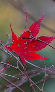 Preview wallpaper leaf, branches, autumn, macro, red