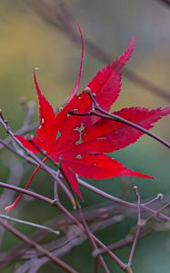 Preview wallpaper leaf, branches, autumn, macro, red
