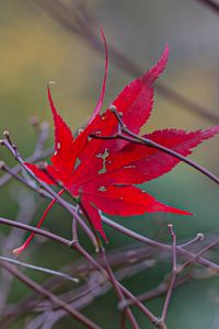 Preview wallpaper leaf, branches, autumn, macro, red