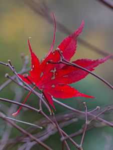 Preview wallpaper leaf, branches, autumn, macro, red