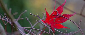 Preview wallpaper leaf, branches, autumn, macro, red