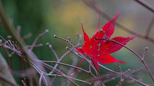 Preview wallpaper leaf, branches, autumn, macro, red