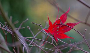 Preview wallpaper leaf, branches, autumn, macro, red