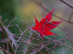 Preview wallpaper leaf, branches, autumn, macro, red