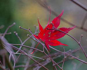 Preview wallpaper leaf, branches, autumn, macro, red