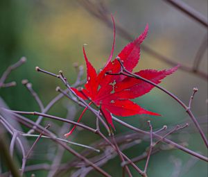 Preview wallpaper leaf, branches, autumn, macro, red