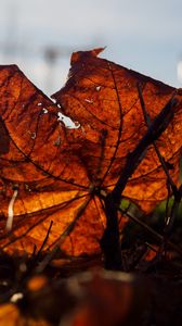 Preview wallpaper leaf, branches, autumn, macro, dry